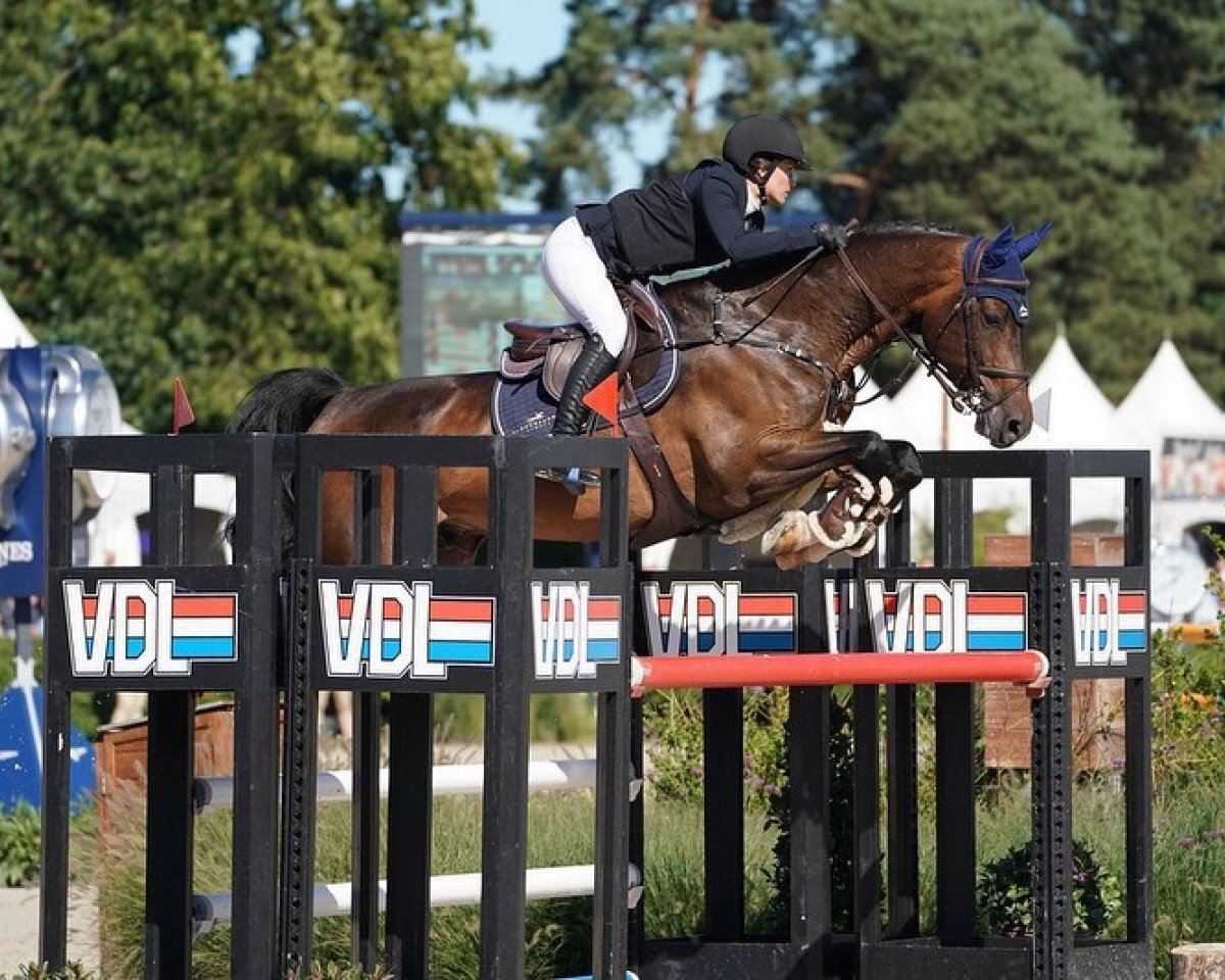 jumper DIACHANGO BLUE PS (Oldenburg show jumper, 2017, from Diaron OLD)