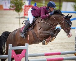 jumper Steenken (Hanoverian, 2013, from Stakkato)