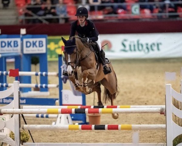 broodmare Cremona 29 (German Sport Horse, 2011, from Carrico)