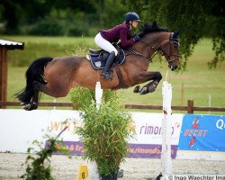 jumper Geronimo M&M (Hanoverian, 2013, from Graf Top)