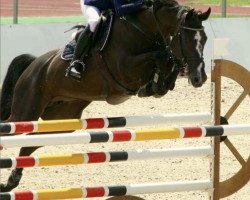 broodmare Mandarina 3 (German Sport Horse, 2008, from Mill Reef)