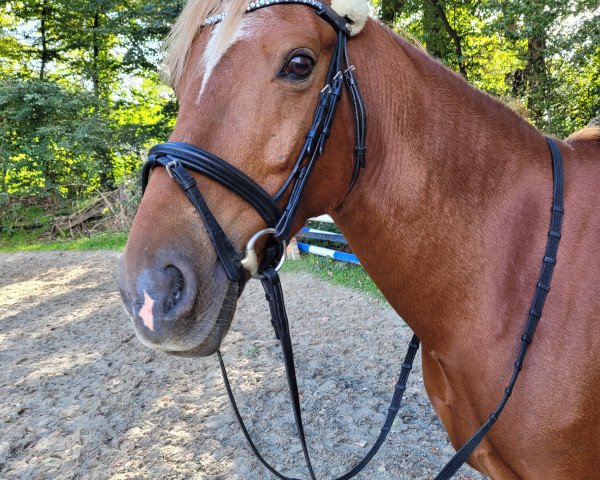 dressage horse Danciano 7 (German Riding Pony, 2013, from Dancing Star)