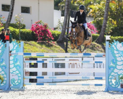 broodmare Angelika Hero Z (Zangersheide riding horse, 2012, from Aganix du Seigneur)