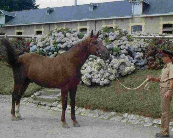 stallion Tango de Brejoux AA (Anglo-Arabs, 1985, from Fayriland II AA)