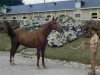 stallion Tango de Brejoux AA (Anglo-Arabs, 1985, from Fayriland II AA)