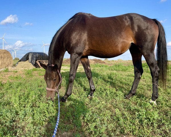 Springpferd Schokolade (Trakehner, 2007, von Easy Game)