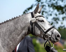 broodmare Donna Carla (Westphalian, 2010, from De Niro)