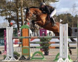 jumper Careta 4 (Hanoverian, 2016, from Cent 15)