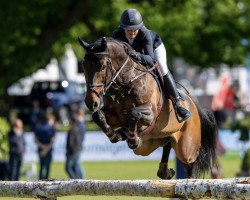 Springpferd Fuzhou (KWPN (Niederländisches Warmblut), 2010, von VDL Harley)