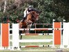 jumper Caracas 109 (Oldenburg show jumper, 2012, from Carrico)