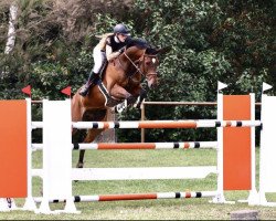 jumper Caracas 109 (Oldenburg show jumper, 2012, from Carrico)