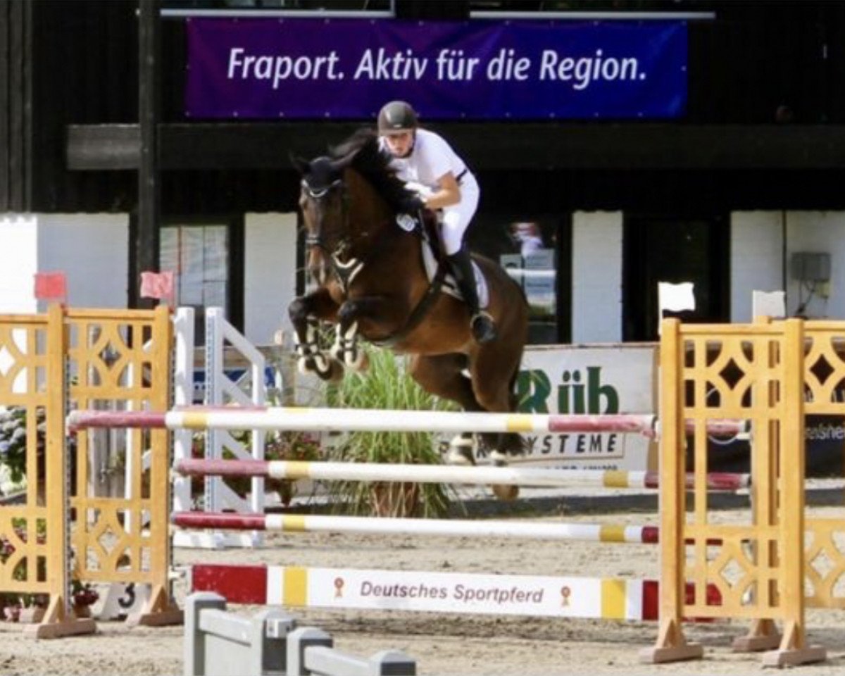 Springpferd C'est bien 2 (Holsteiner, 2011, von Cachas)