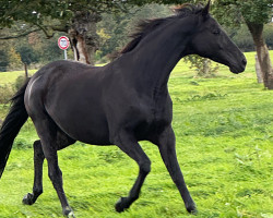 broodmare Out of sight (Trakehner, 2013, from Distelzar)