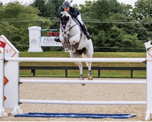 horse Champion du Monde (Hanoverian, 2007, from Champion du Lys)