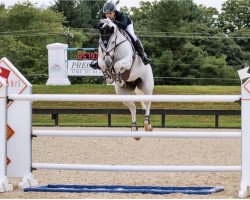 Pferd Champion du Monde (Hannoveraner, 2007, von Champion du Lys)