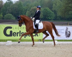 dressage horse Be My Lover (Oldenburg, 2018, from Blue Hors Baron)