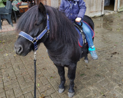 horse Toffy H (Shetland Pony, 2018, from Schnelten's Nearctic)