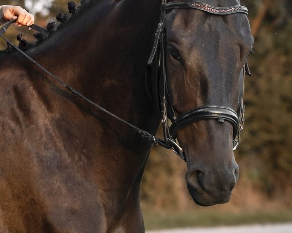 dressage horse SIR FLYNN VAN DE VOSSEBERGEN (Belgian Warmblood, 2018, from Flynn Frh)