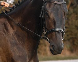 dressage horse Sir Flynn van de Vossebergen (Belgian Warmblood, 2018, from Flynn Frh)