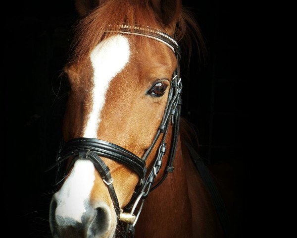 broodmare Anthea 42 (German Riding Pony, 2001, from Amarillys Sensation D)