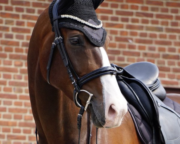 dressage horse Duciano Leopold Sorgenfrei (Oldenburg, 2017, from Desperado)