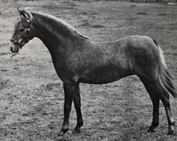 stallion Rosevean Gusty (British Riding Pony,  , from Bwlch Zephyr)