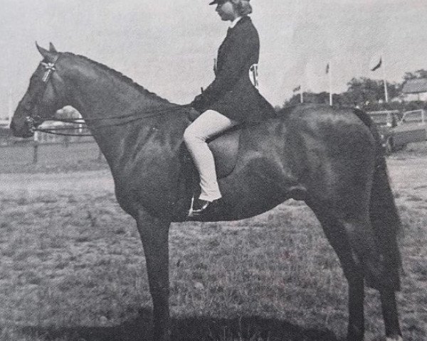 Pferd Solway Woodcock (British Riding Pony, 1975, von Gaulden Gamecock)