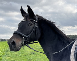 broodmare Lady (Thuringia, 2002, from Festival Westfalia)