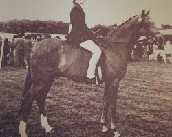 Pferd Ocean Fair Bubble (Welsh Partbred, 1967, von Oakley Bubbling Over)