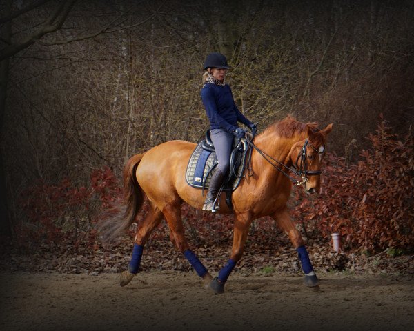 dressage horse Ludwig 260 (Hanoverian, 2010, from Lauries Crusador xx)