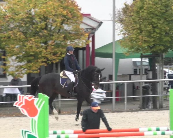 Reitturnier Achern 2023