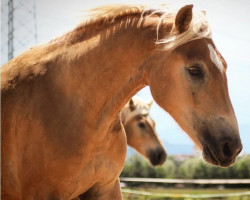 horse Aari (Haflinger, 2020, from Amaroso)