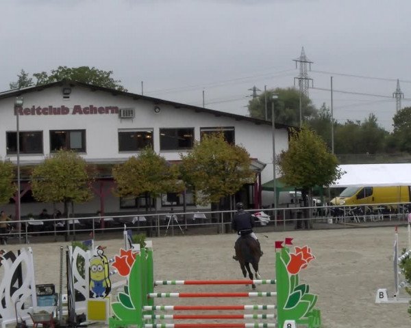 Reitturnier Achern 2023