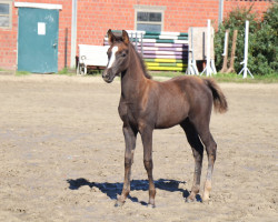 Dressurpferd Cookie do (Deutsches Reitpony, 2023, von Top Champion)