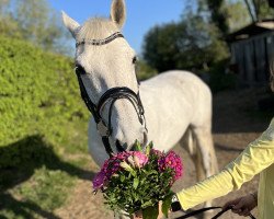 broodmare Agneta (Holsteiner, 2008, from Callado 2)