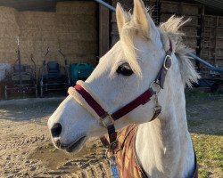 broodmare Kerima Kaya (German Riding Pony, 2008, from Top Karetino)