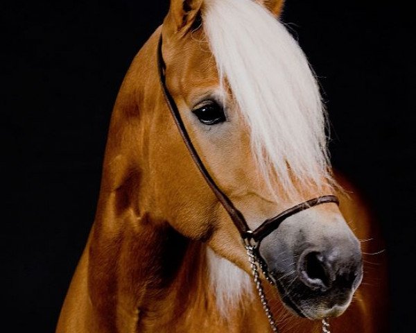 stallion Amaroso (Haflinger, 2014)