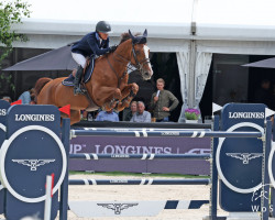 broodmare Kalinka van de Nachtegaele (Belgian Warmblood, 2010, from Epleaser van het Heike)