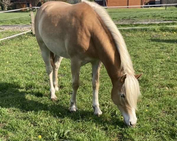 Pferd Aura (Haflinger, 2021, von Stalypso Haflinger)