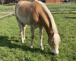 Pferd Aura (Haflinger, 2021, von Stalypso Haflinger)