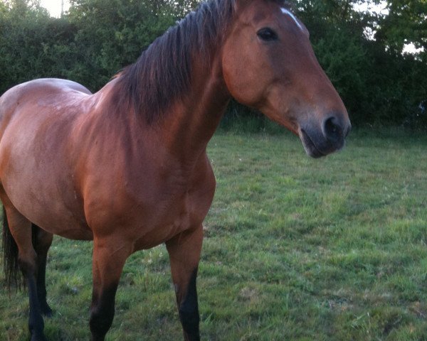 broodmare JAREEN H (KWPN (Royal Dutch Sporthorse), 1991, from Darnels)