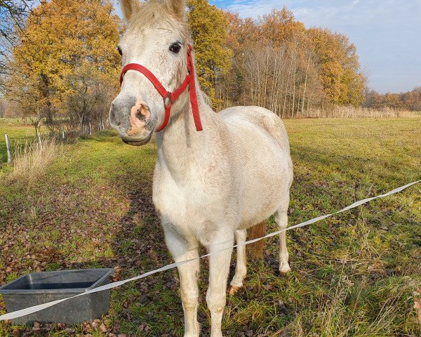 Zuchtstute Campina (Deutsches Reitpony, 2004, von Constantin)