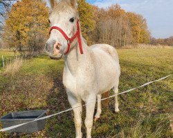 broodmare Campina (German Riding Pony, 2004, from Constantin)