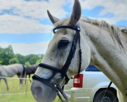 dressage horse Savoy 48 (German Sport Horse, 2004, from Stedinger)