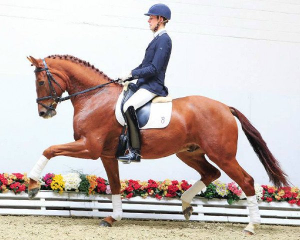 horse Amigo (Oldenburg, 2011, from Abanos)