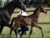 dressage horse Sabucco WH (Trakehner, 2018, from Schwarzgold)