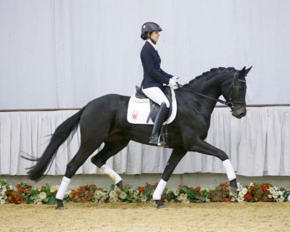 broodmare Famosa (Westphalian, 2012, from Franziskus FRH)