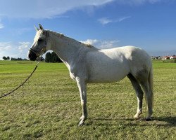 broodmare Coeur d'un ange (Westphalian, 2008, from Call Me Number One)