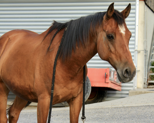 dressage horse George (Nederlands Welsh Ridepony, 2010, from Rhodin Hedde)
