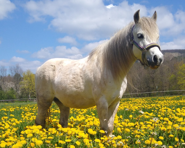 broodmare Zomerdijk's Sally (Welsh mountain pony (SEK.A), 2011, from Roetsenest's Hummer)